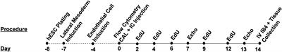 Human embryonic stem cell-derived endothelial cell product injection attenuates cardiac remodeling in myocardial infarction